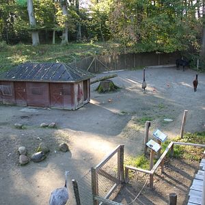 Alpaca and Greater Rhea