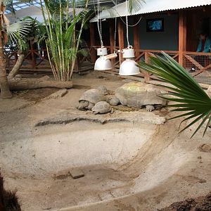 Aldabra Giant Tortoise
