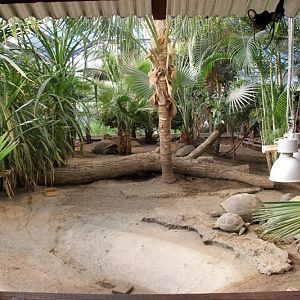 Aldabra Giant Tortoise