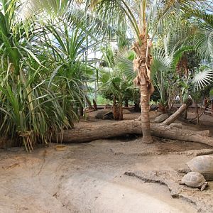 Aldabra Giant Tortoise