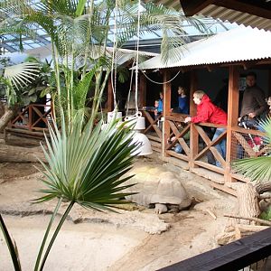 Aldabra Giant Tortoise