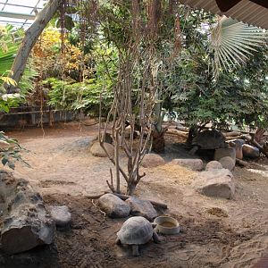 Aldabra Giant Tortoise