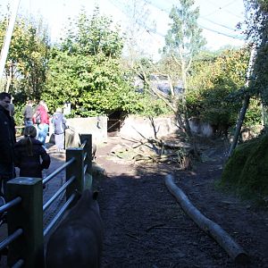 Lowland Tapir