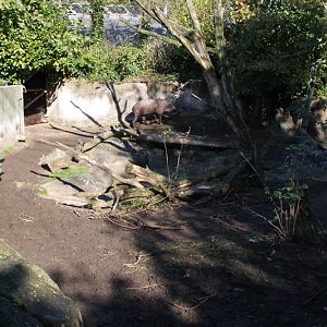 Lowland Tapir