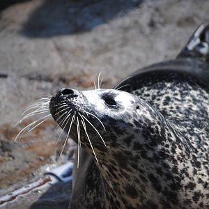 Atlantic Harbor Seal