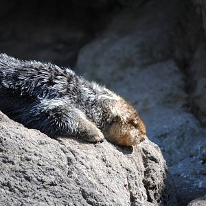 Southern Sea Otter