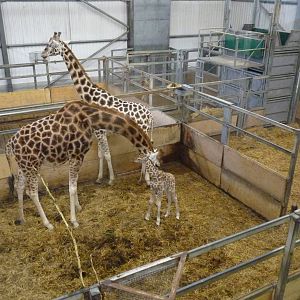 Rothschild's Giraffes, 26 January 2014