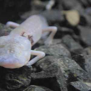 Texas Blind Salamander
