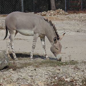 Wild Ass on Monorail