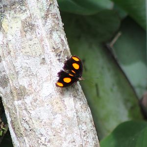 Grecian Shoemaker ( Catonephele numilia )