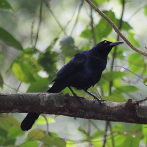 Grackle species ID
