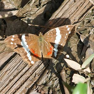 Anartia fatima