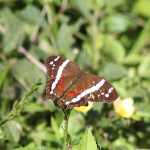 Anartia fatima
