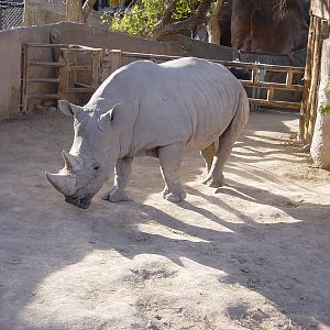 White Rhinoceros (2004)