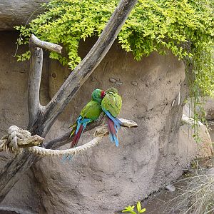 Military Macaw (2004)