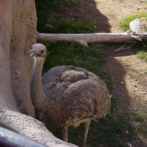 Darwin's Rhea (2004)