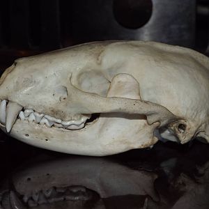 Skull of European badger (Meles meles)