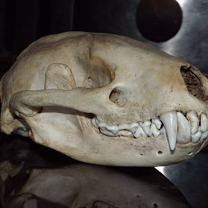 Skull of European badger (Meles meles)