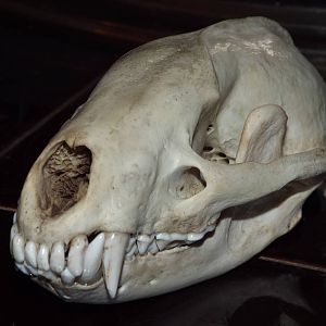 Skull of European badger (Meles meles)