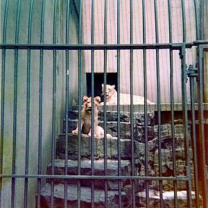 Pittsburgh zoo 1975/76