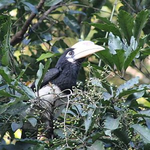 Oriental pied hornbill (Anthracoceros albirostris)