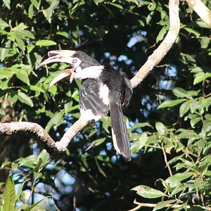 Oriental pied hornbill (Anthracoceros albirostris)