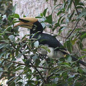 Oriental pied hornbill (Anthracoceros albirostris)