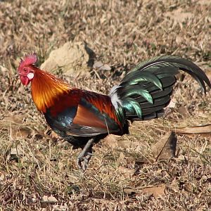 red junglefowl (Gallus gallus)