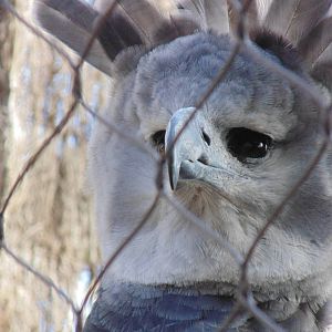 Harpy Eagle
