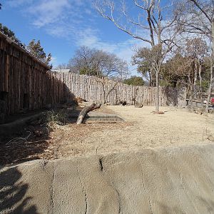 Giant Anteater Exhibit