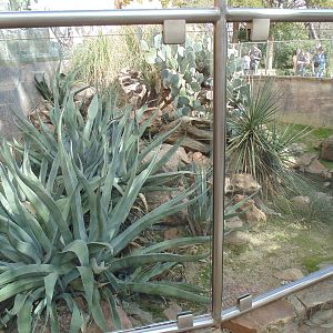 Outdoor Reptile Exhibit chuckwalla,tortoise,lizard
