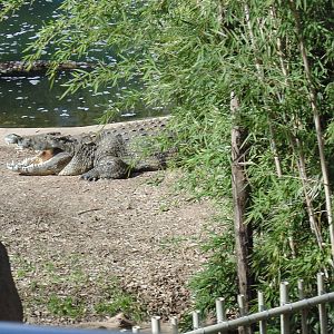 Nile Croc from Monorail