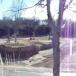 Giants of the Savanna Panoramic View