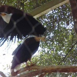 African Fish Eagle taking off