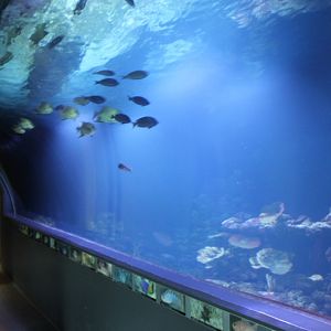 Aquarium