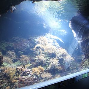 Aquarium