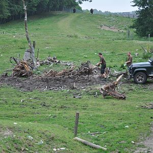 North America - American Black Bear and American Bison