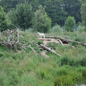 North America - American Black Bear and Arctic Wolf