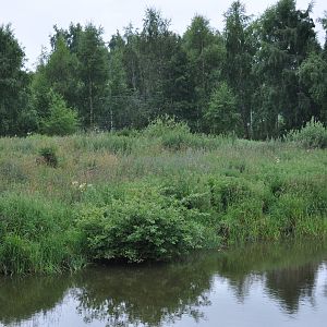 North America - American Black Bear and Arctic Wolf