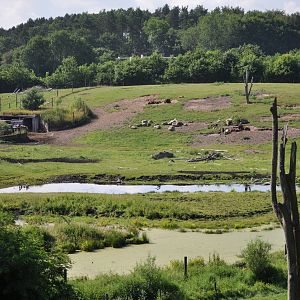 Europe - European Bison and Mouflon