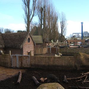 View of the Pig enclosures