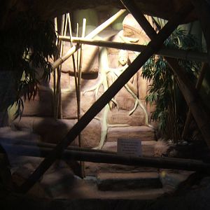 Future reptile exhibit