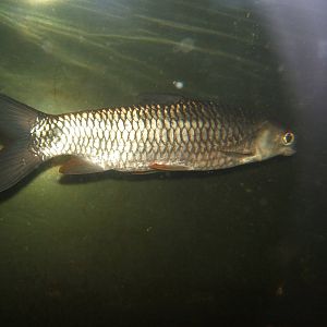Hoven`s Carp (Leptobarbus hoevenii)