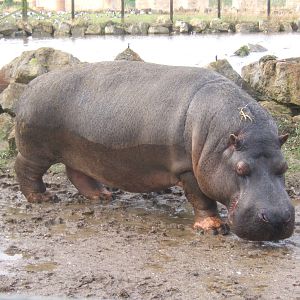 Common Hippo
