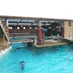 View of Californian Sealion exhibit