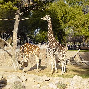 Reticulated Giraffe (2004)