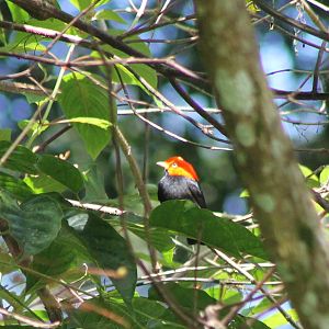 Red-capped manakin