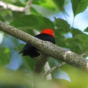 Red-capped manakin