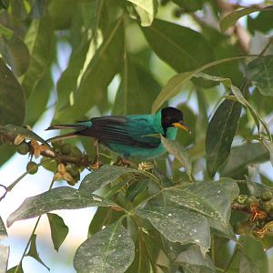 Green honeycreeper