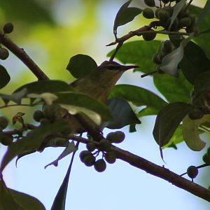 Red-legged-honeycreeper
